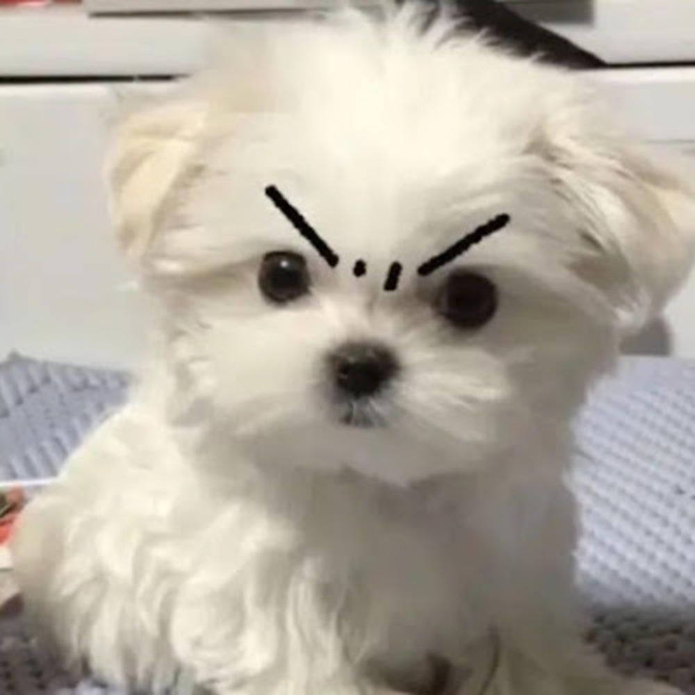 Meet your Posher, Isabella